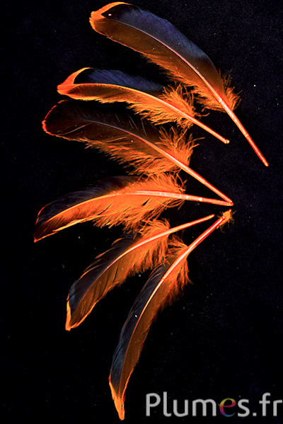 Canard - 8-10 cm - orange